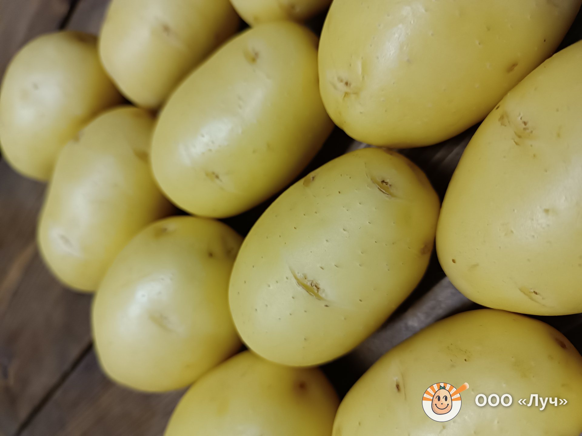 Семенные клубни картофеля